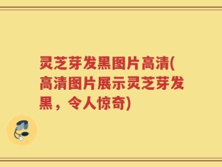 灵芝芽发黑图片高清(高清图片展示灵芝芽发黑，令人惊奇)