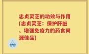 忠贞灵芝的功效与作用(忠贞灵芝：保护肝脏、增强免疫力的药食同源佳品)