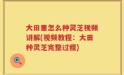 大田里怎么种灵芝视频讲解(视频教程：大田种灵芝完整过程)