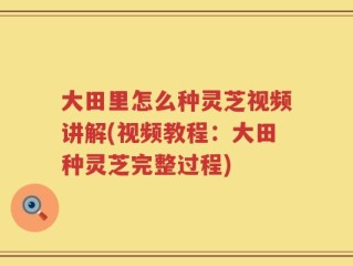 大田里怎么种灵芝视频讲解(视频教程：大田种灵芝完整过程)