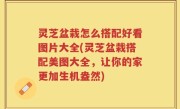 灵芝盆栽怎么搭配好看图片大全(灵芝盆栽搭配美图大全，让你的家更加生机盎然)