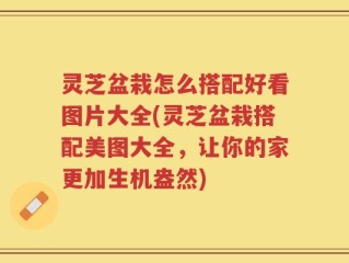 灵芝盆栽怎么搭配好看图片大全(灵芝盆栽搭配美图大全，让你的家更加生机盎然)