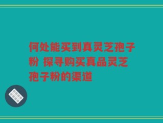 何处能买到真灵芝孢子粉 探寻购买真品灵芝孢子粉的渠道