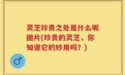 灵芝珍贵之处是什么呢图片(珍贵的灵芝，你知道它的妙用吗？)
