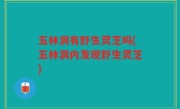 五林洞有野生灵芝吗(五林洞内发现野生灵芝)