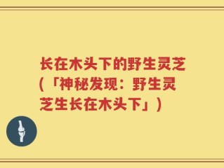 长在木头下的野生灵芝(「神秘发现：野生灵芝生长在木头下」)