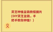 灵芝种植盆栽教程图片(DIY灵芝盆栽，手把手教你种植！)