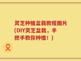 灵芝种植盆栽教程图片(DIY灵芝盆栽，手把手教你种植！)