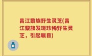 昌江黎族野生灵芝(昌江黎族发现珍稀野生灵芝，引起瞩目)