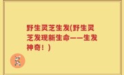 野生灵芝生发(野生灵芝发现新生命——生发神奇！)