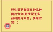 野生灵芝有哪几种品种图片大全(野生灵芝多品种图片大全，快来欣赏！)