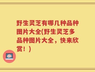 野生灵芝有哪几种品种图片大全(野生灵芝多品种图片大全，快来欣赏！)