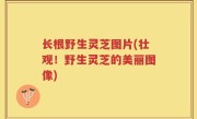 长根野生灵芝图片(壮观！野生灵芝的美丽图像)