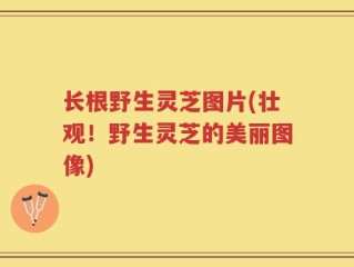 长根野生灵芝图片(壮观！野生灵芝的美丽图像)