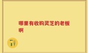 哪里有收购灵芝的老板啊