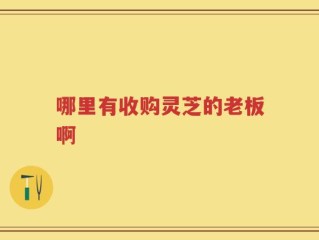 哪里有收购灵芝的老板啊