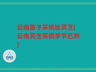 云南菌子采摘捡灵芝(云南灵芝采摘季节已到)