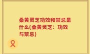 桑黄灵芝功效和禁忌是什么(桑黄灵芝：功效与禁忌)