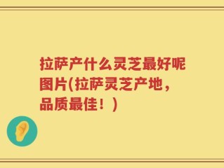 拉萨产什么灵芝最好呢图片(拉萨灵芝产地，品质最佳！)