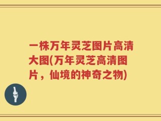 一株万年灵芝图片高清大图(万年灵芝高清图片，仙境的神奇之物)