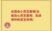 云南白心灵芝基地(云南白心灵芝基地：走进奇妙的灵芝世界)