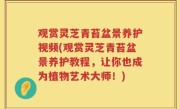 观赏灵芝青苔盆景养护视频(观赏灵芝青苔盆景养护教程，让你也成为植物艺术大师！)