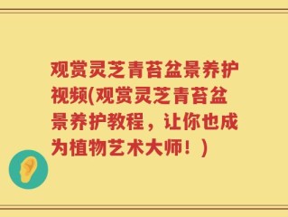 观赏灵芝青苔盆景养护视频(观赏灵芝青苔盆景养护教程，让你也成为植物艺术大师！)