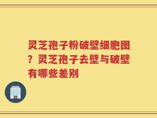 灵芝孢子粉破壁细胞图？灵芝孢子去壁与破壁有哪些差别
