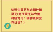 仿野生灵芝与大棚种植灵芝(野生灵芝与大棚种植对比：哪种更有营养价值？)