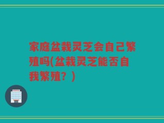 家庭盆栽灵芝会自己繁殖吗(盆栽灵芝能否自我繁殖？)