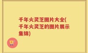 千年火灵芝图片大全(千年火灵芝的图片展示集锦)