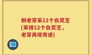刺老芽采12个白灵芝(采得12个白灵芝，老芽再现奇迹)