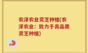 农泽农业灵芝种植(农泽农业：致力于高品质灵芝种植)