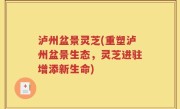 泸州盆景灵芝(重塑泸州盆景生态，灵芝进驻增添新生命)