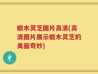 椴木灵芝图片高清(高清图片展示椴木灵芝的美丽奇妙)