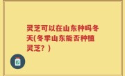 灵芝可以在山东种吗冬天(冬季山东能否种植灵芝？)