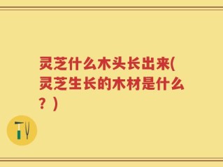 灵芝什么木头长出来(灵芝生长的木材是什么？)