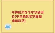珍稀的灵芝千年珍品图片(千年稀世灵芝展现瑰丽风范)