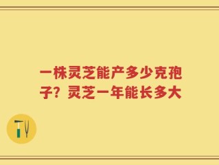 一株灵芝能产多少克孢子？灵芝一年能长多大