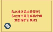 东北林区采山货灵芝(东北野生灵芝采摘火爆，生态保护引关注)