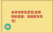 未开伞野生灵芝(未预料的惊喜：发现野生灵芝)