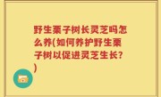 野生栗子树长灵芝吗怎么养(如何养护野生栗子树以促进灵芝生长？)