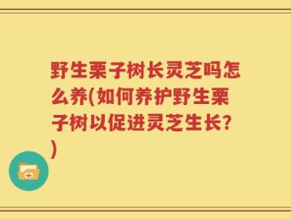 野生栗子树长灵芝吗怎么养(如何养护野生栗子树以促进灵芝生长？)
