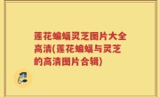 莲花蝙蝠灵芝图片大全高清(莲花蝙蝠与灵芝的高清图片合辑)