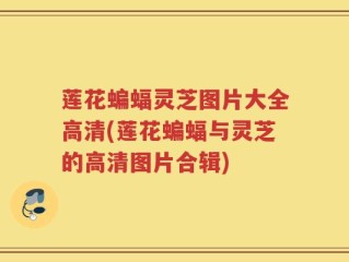 莲花蝙蝠灵芝图片大全高清(莲花蝙蝠与灵芝的高清图片合辑)