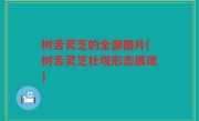 树舌灵芝的全部图片(树舌灵芝壮观形态展现)