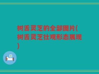 树舌灵芝的全部图片(树舌灵芝壮观形态展现)