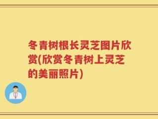 冬青树根长灵芝图片欣赏(欣赏冬青树上灵芝的美丽照片)