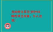 丑的野生灵芝(野外珍稀的灵芝现身，引人注目)