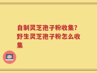 自制灵芝孢子粉收集？野生灵芝孢子粉怎么收集